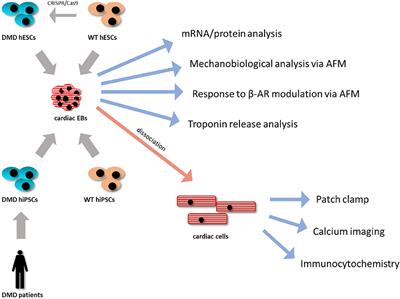 DMD Pluripotent Stem Cell Derived <mark class="highlighted">Cardiac Cells</mark> Recapitulate in vitro Human Cardiac Pathophysiology